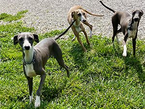 Ernest Graber Puppies Animal Kingdom Arizona