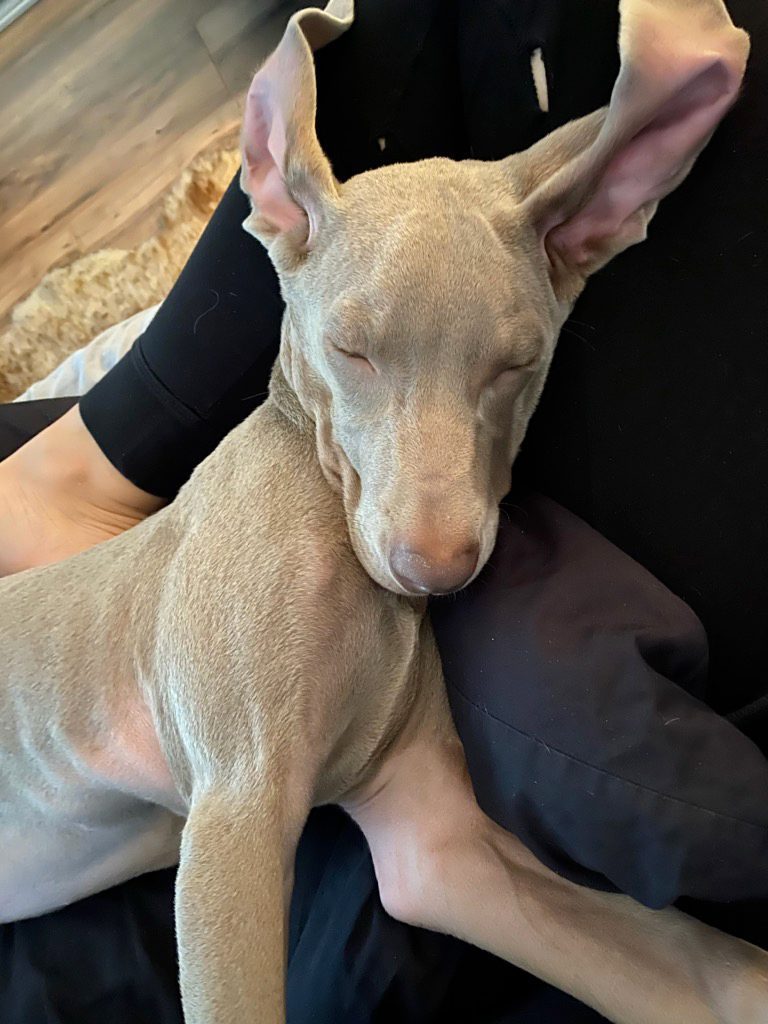 Henry the Weimaraner catches some sleep