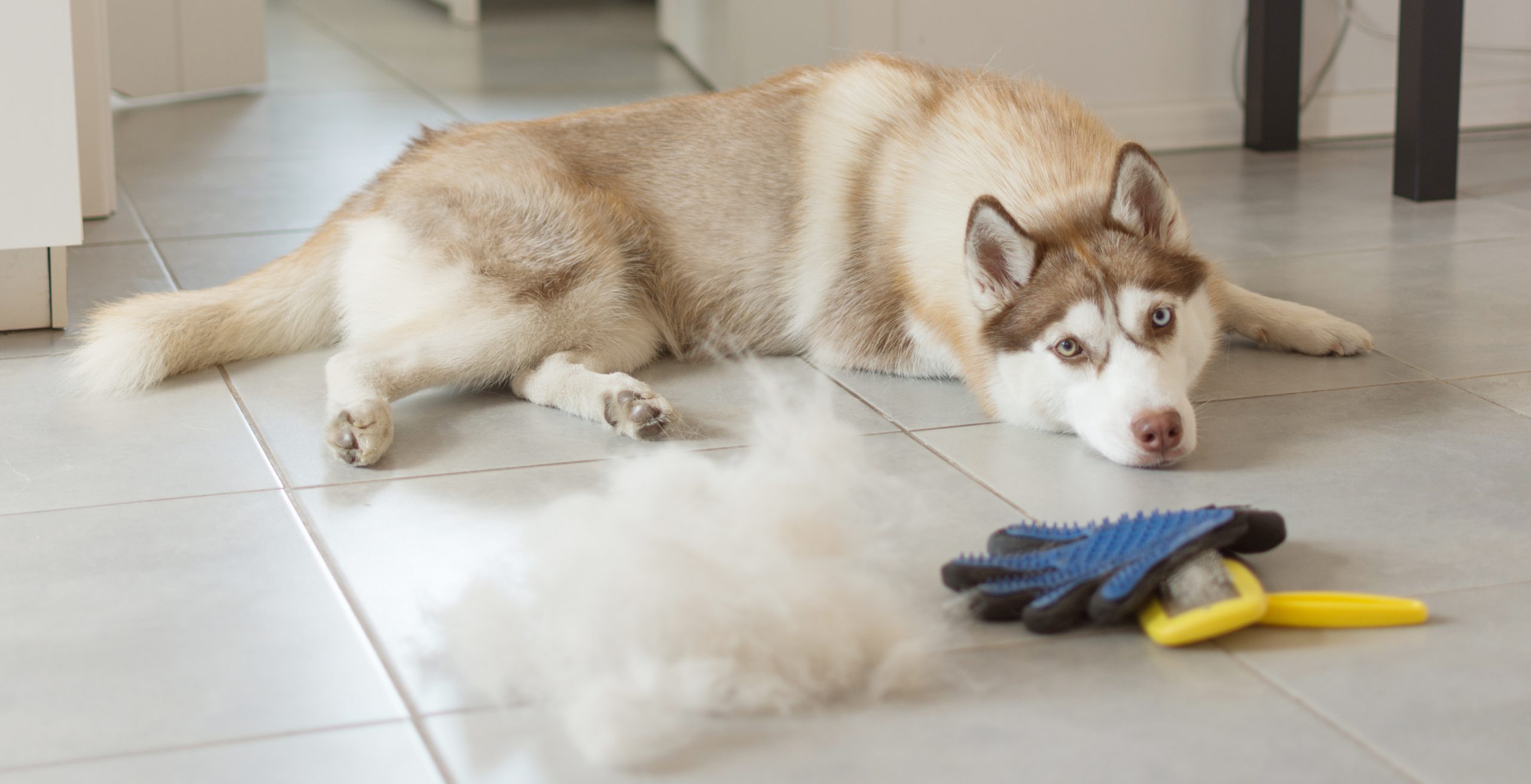 Siberian husky lies on floor in pile of his fur and dog comb.