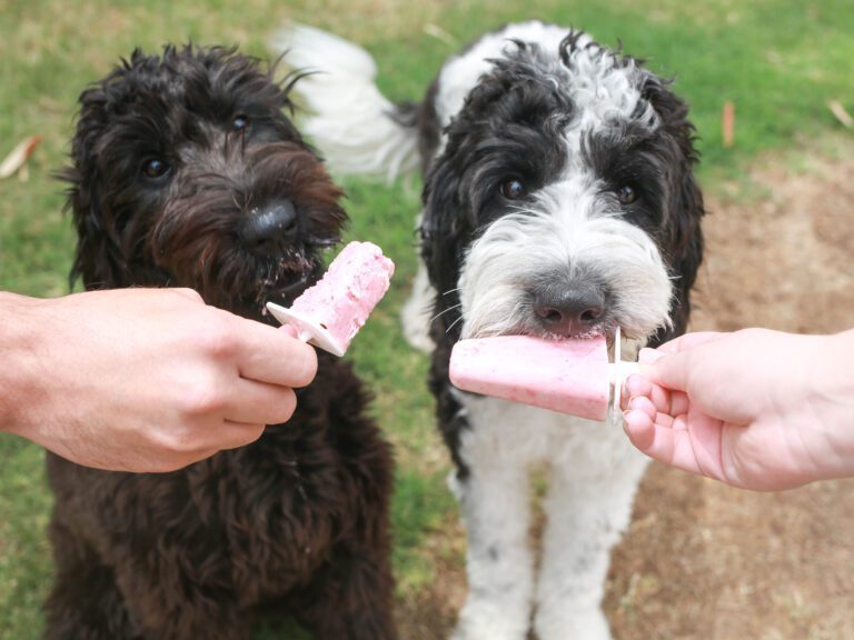 ice-cream-puppy-9-1-768x576 image