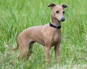 Puppies N Love 169 Photos 103 Reviews Pet Stores 2174 E Williams Field Rd Gilbert Az Phone Number Yelp