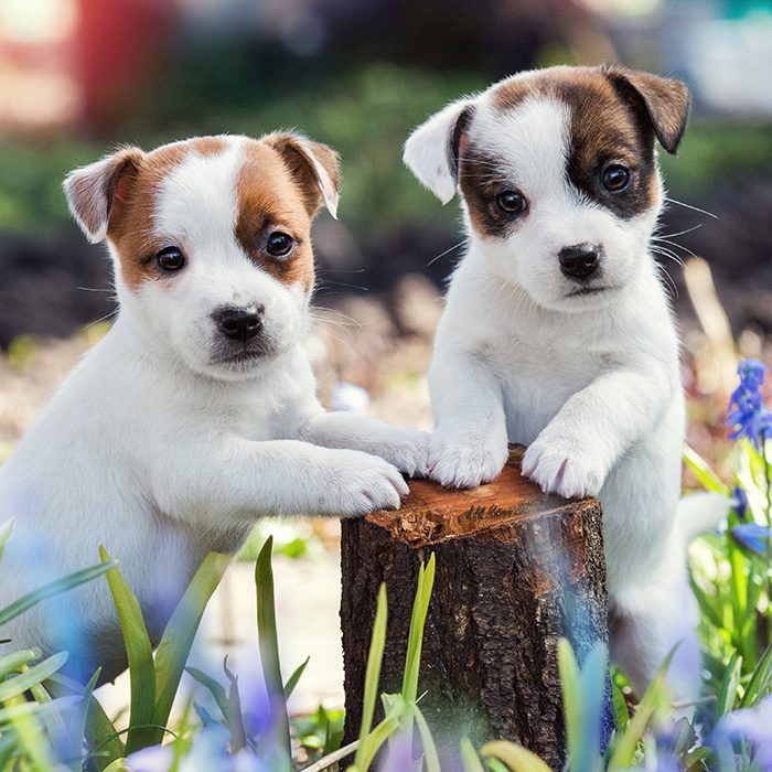 Jack Russel Terrier Puppies Animal Kingdom Arizona