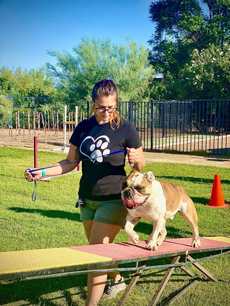 Basic agility training with one of our dogs