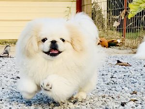 Judy Masker Puppies Animal Kingdom Arizona