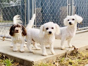 Kelley Luttrell Puppies Animal Kingdom Arizona