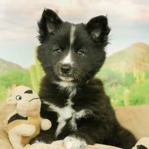 Klee Kai Puppies For Sale  Available in Phoenix & Tucson, AZ