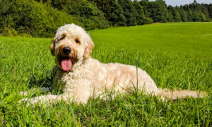 Labradoodle Puppies For Sale Animal Kingdom Arizona