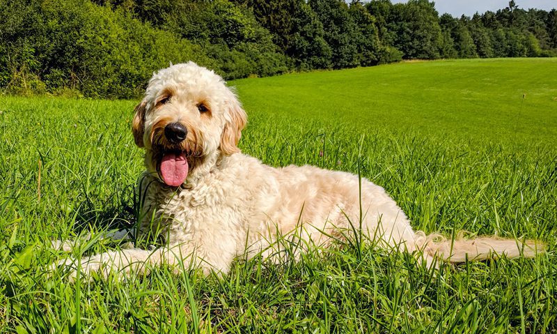 mini labradoodle