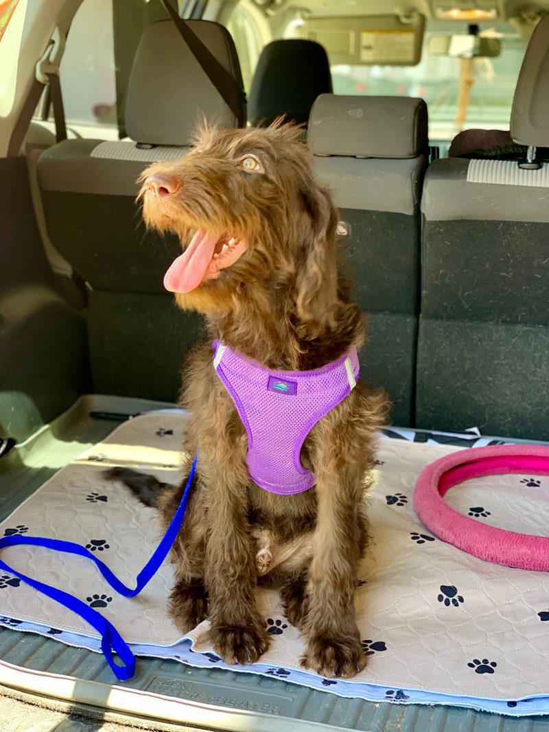 Labradoodle happy to be in training to become a service dog