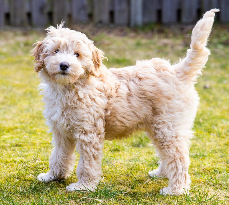 Labradoodle Puppies Animal Kingdom Arizona