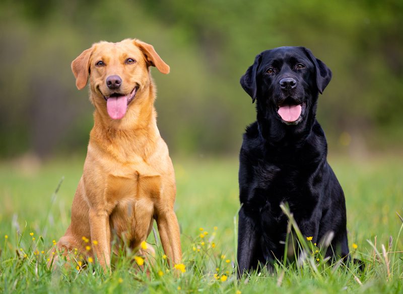 labrador and retriever