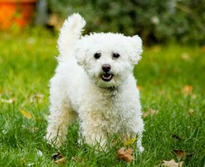 Lhasa-Poo Puppies For Sale Animal Kingdom Arizona