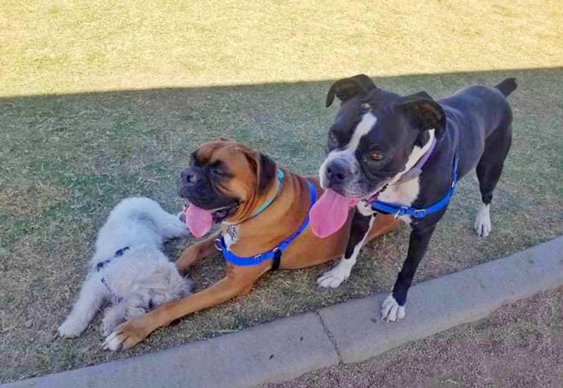 Lola, Tank, and Rose in their Tucson home