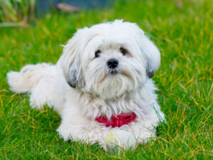 Mal-Shi Puppies For Sale Animal Kingdom Arizona