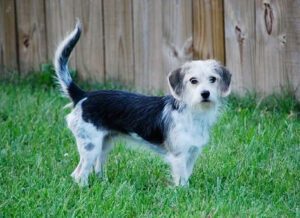 Malteagle Puppies For Sale Animal Kingdom Arizona