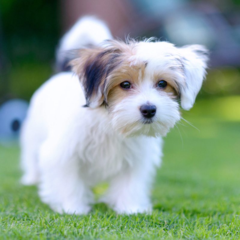 Malteagle Puppies Animal Kingdom Arizona