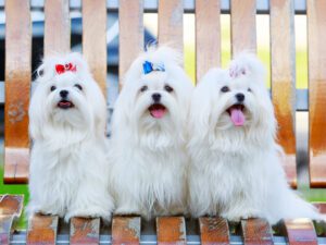 Purebred maltese for sale shop near me
