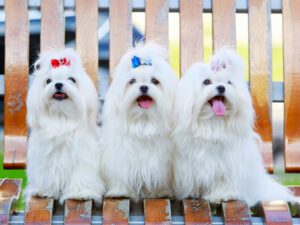 Maltese Puppies For Sale Animal Kingdom Arizona