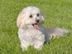 Malti-Poo Puppies For Sale Animal Kingdom Arizona