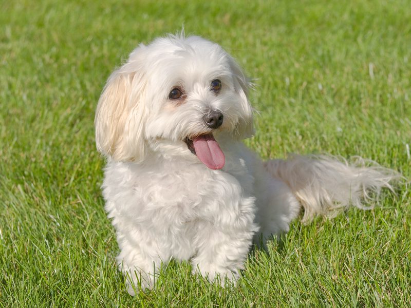 maltese poodle mix price