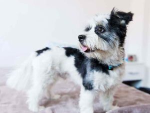 Schnauzer maltese sales puppies