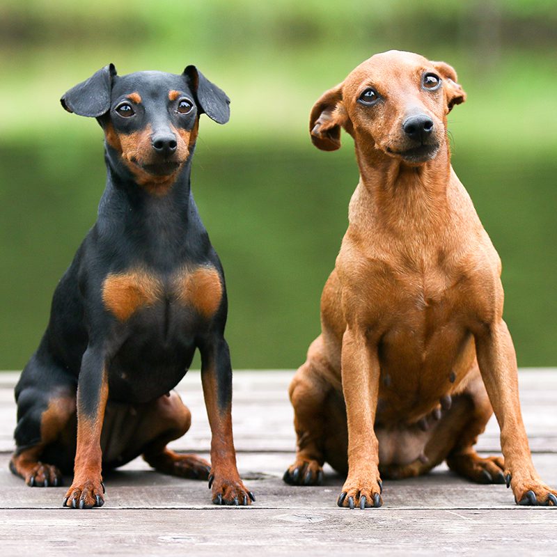 min pin breeders near me