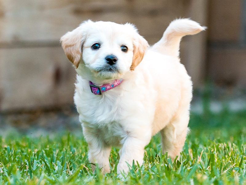 Mini Labradoodle Puppies Animal Kingdom Arizona