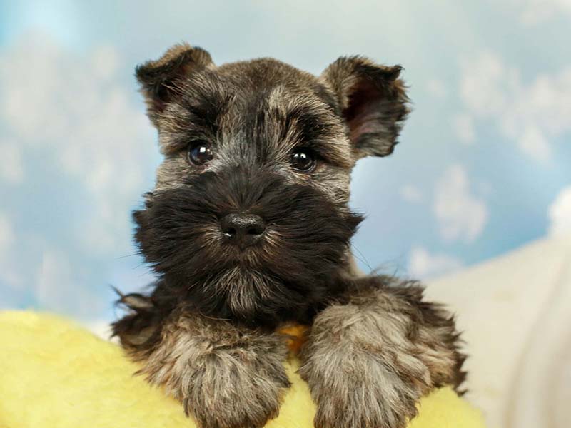 Mini Schnauzer Puppies Animal Kingdom Arizona