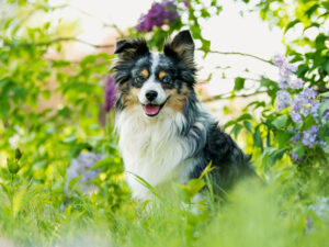 miniature australian shepherd puppies