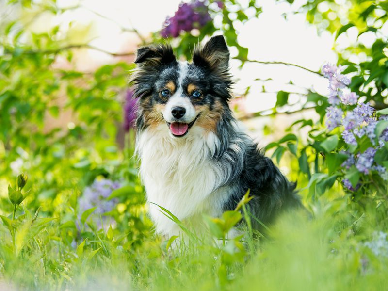 mini australian dog