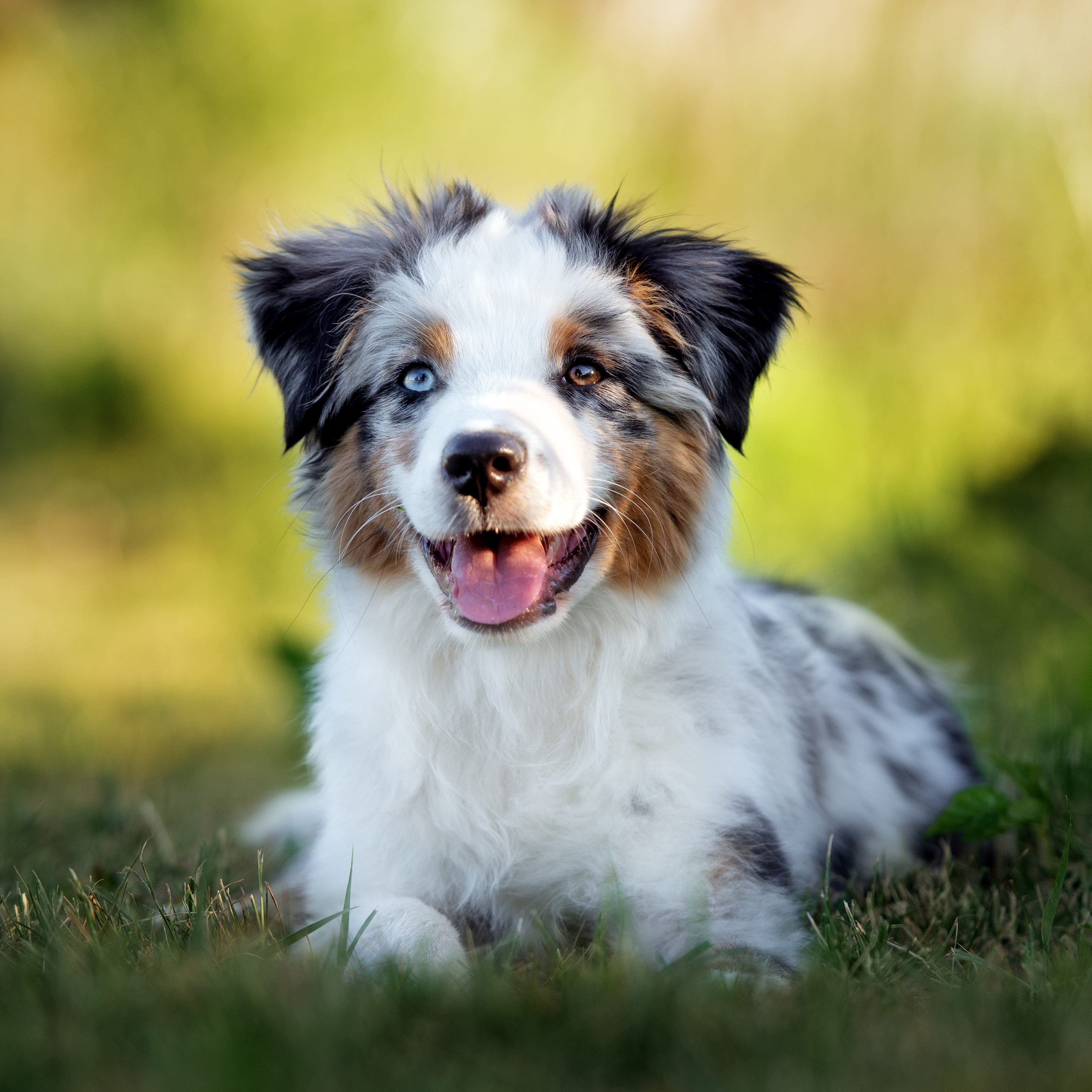 Australian Shepherd Puppies Animal Kingdom Arizona