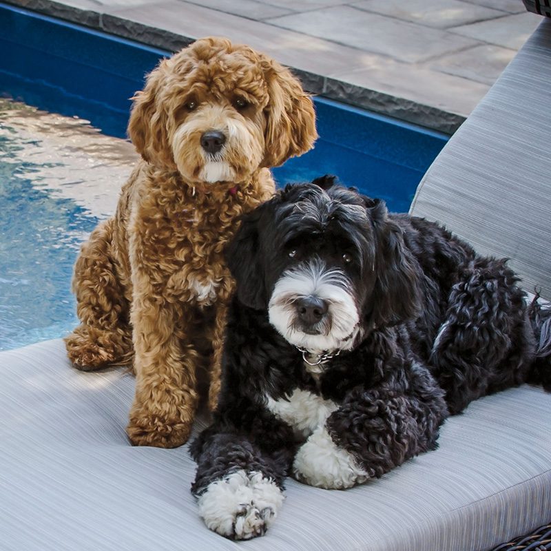 Bernedoodle Puppies Animal Kingdom Arizona