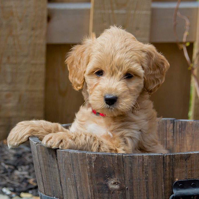 Goldendoodle Puppies Animal Kingdom Arizona