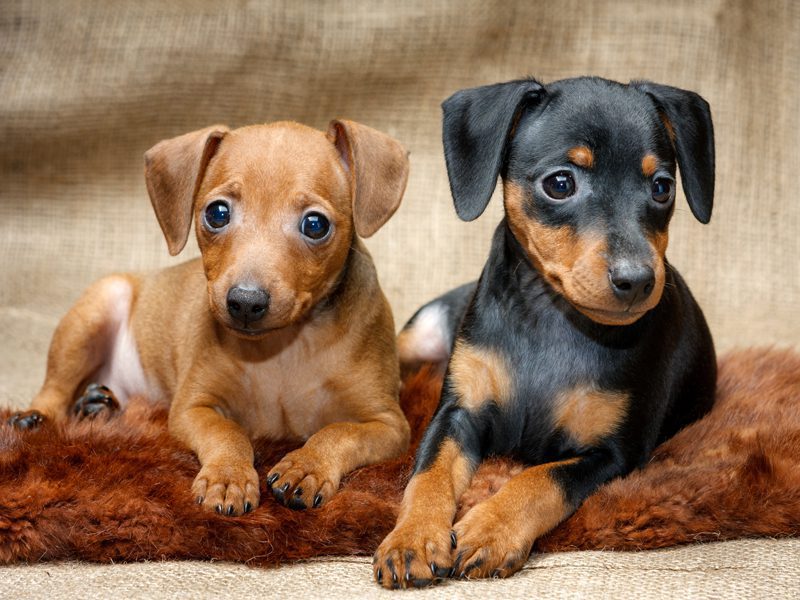 Miniature Pinscher Puppies Animal Kingdom Arizona