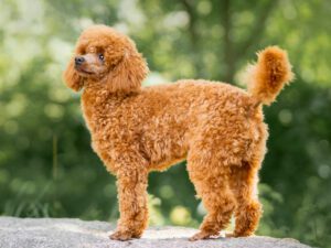 miniature poodle puppies for sale