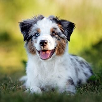 Miniature Australian Shepherd (Mini Aussie) Puppies Animal Kingdom Arizona