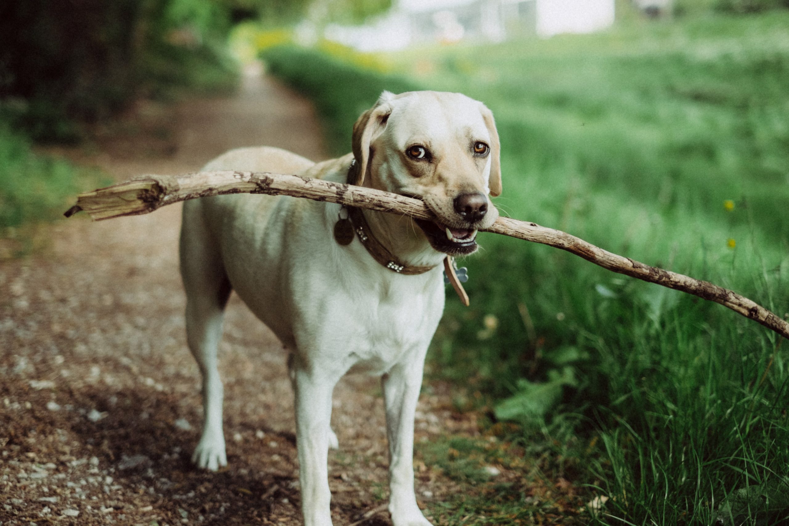 dog holding a stick in his mouth