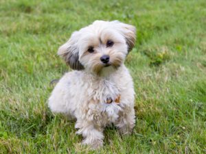 morkie dog breed