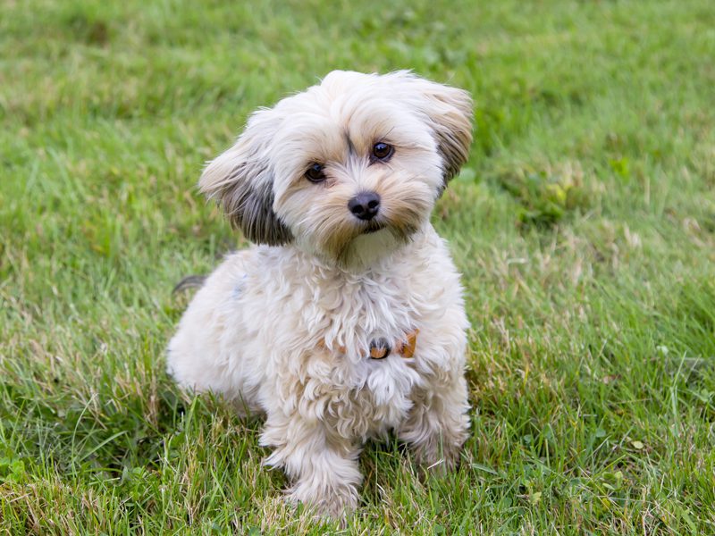 morkie dog price