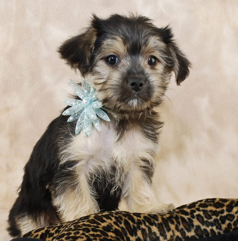 Morkie Puppies Animal Kingdom Arizona