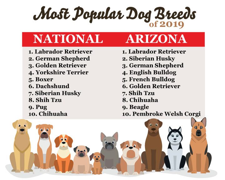 50 Most Popular Dog Breeds Complete Information Chart Petmoo