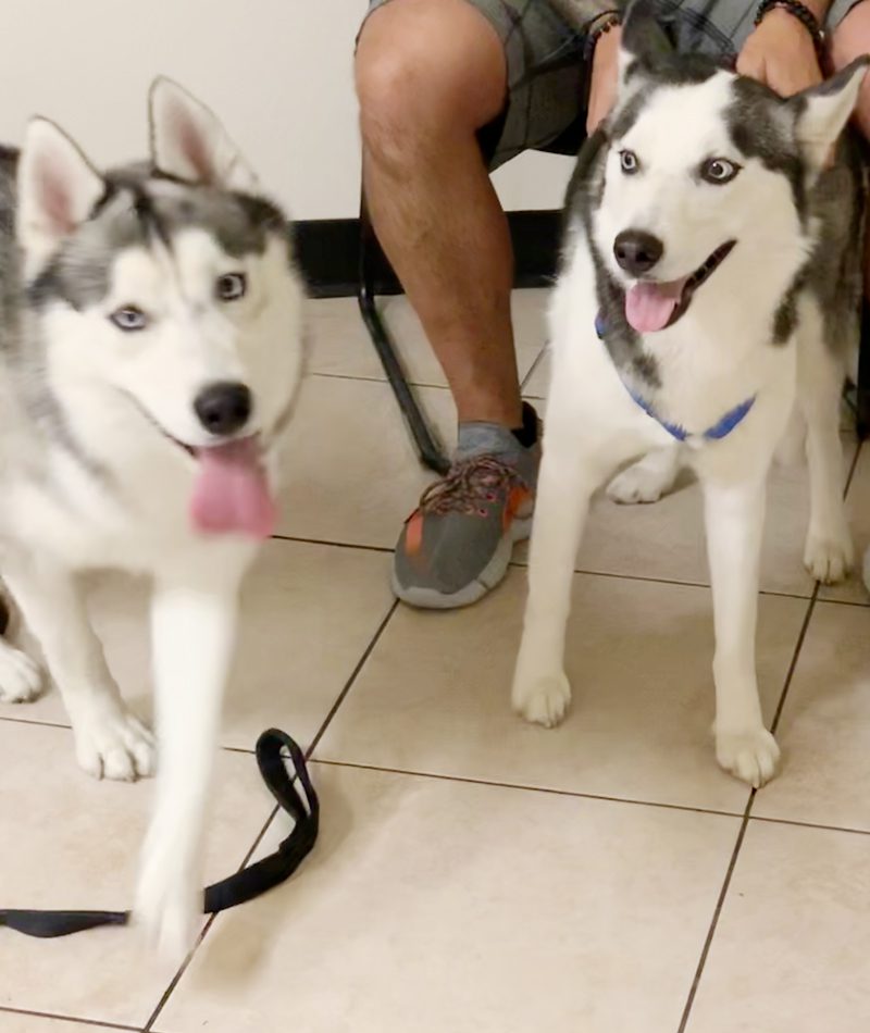 New Husky siblings meeting