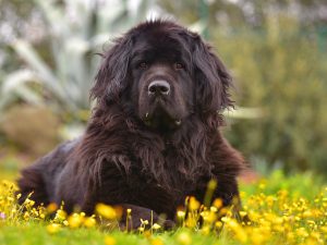 Newfoundland shop puppies available