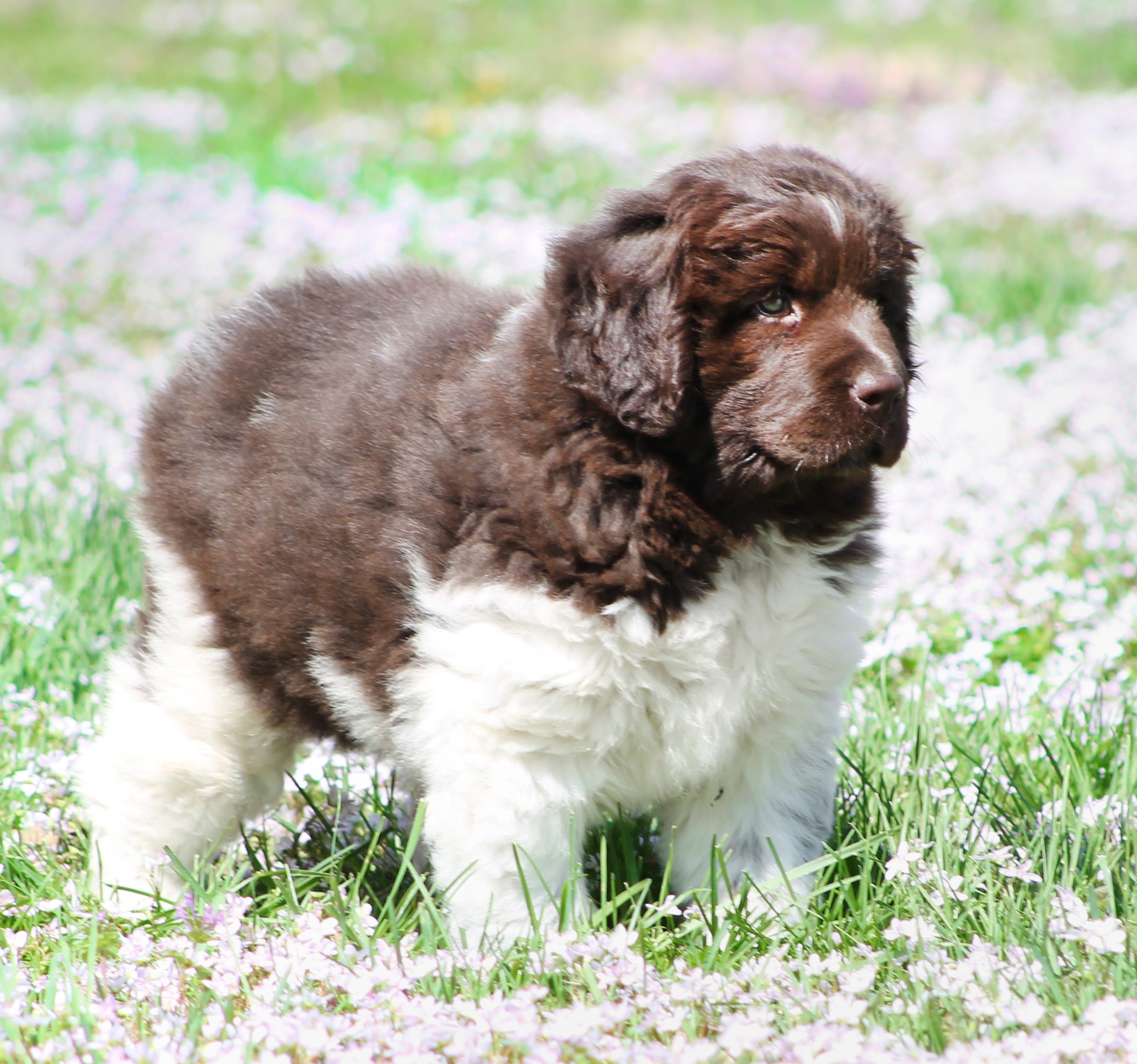 Newfoundland (Newfie) Puppies Animal Kingdom Arizona