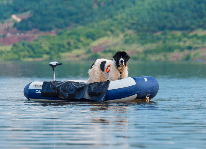 Newfoundland dog in a boat