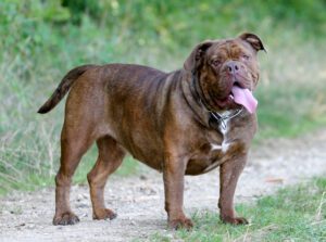 Olde English Bulldogge Puppies For Sale Animal Kingdom Arizona