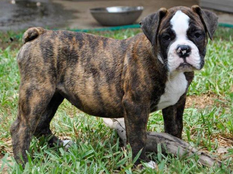 Old English Bulldogge Puppies Animal Kingdom Arizona