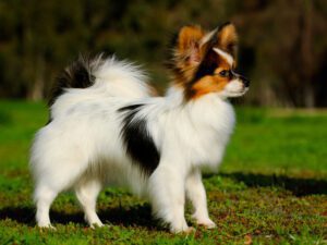 papillon puppy near me