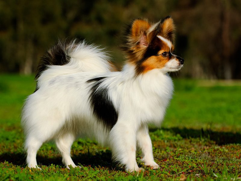 mini papillon dog