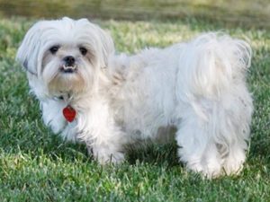 Peketese Puppies For Sale Animal Kingdom Arizona